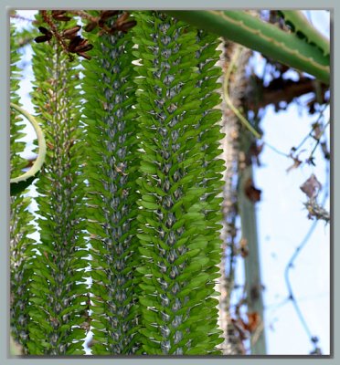 Strange plants of the cactus house