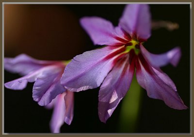 Leucocoryne, my first blooms