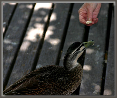 Feeding the duck