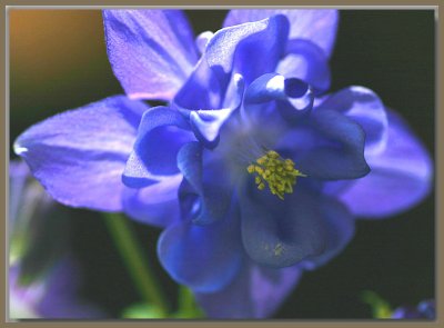 Blue aquilegia