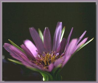 Daisy weed