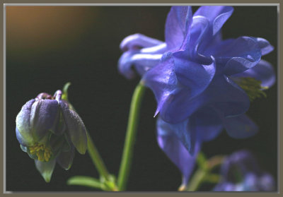 Blue aquilegia and bud...