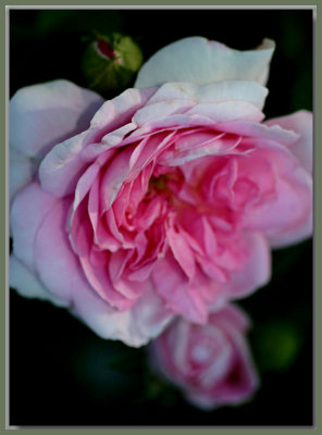 Ispahan, an exquisite damask...