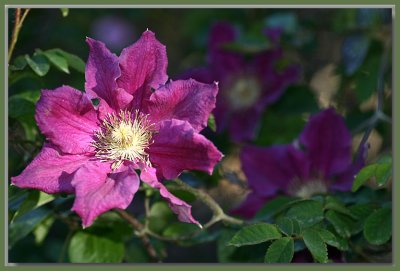 Clematis Ernest Markham