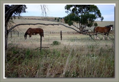 Clydesdales...