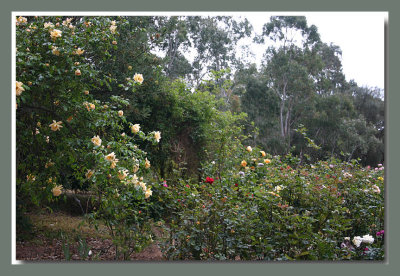 Crepuscule and the top bed of roses