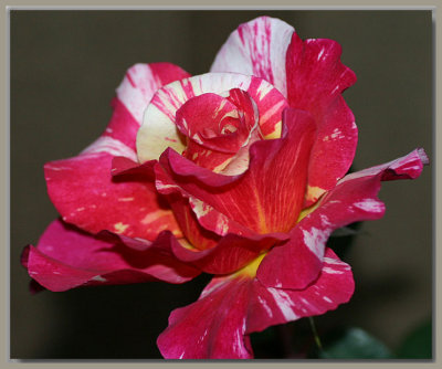 A Delbard rose...