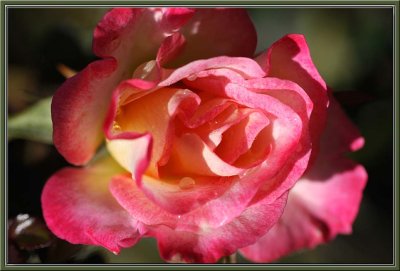 Miniature rose Debut
