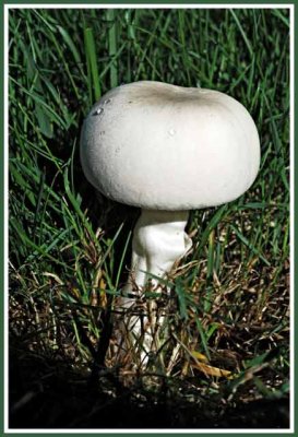 Mushroomus Lawnus.