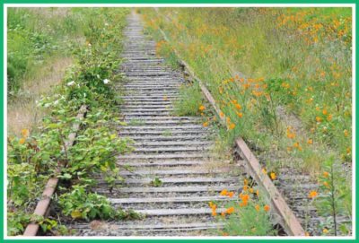 This garden is on track.