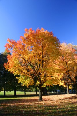 IMG_0005.jpg