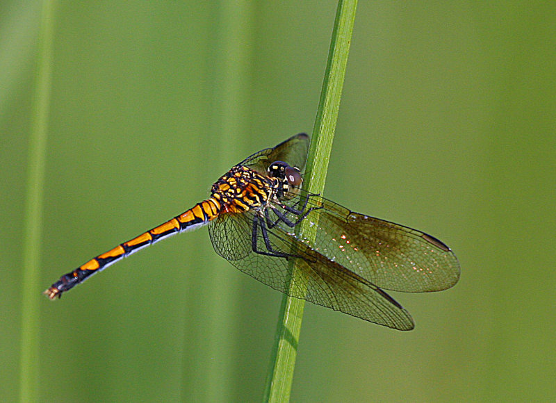 Dragonfly, sp?