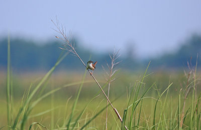 Marsh Wren