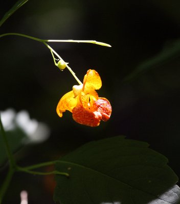 Spotted jewelweed