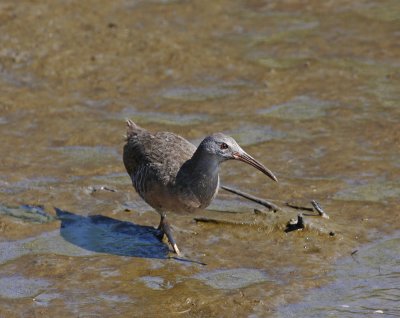 Clapper Rail