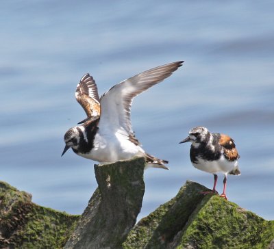 Ruddy Turnstones