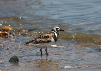 Ruddy Turnstone
