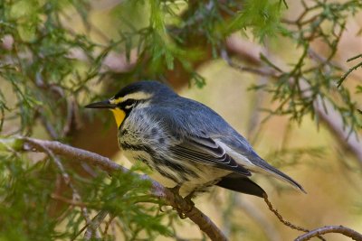 Yellow-throated Warber