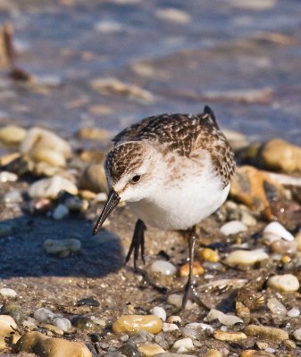 Semipalmated Sandpiper, showing webbing on left foot