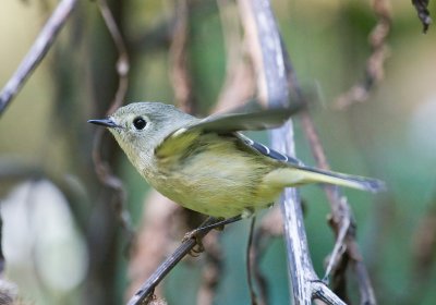 Ruby-crowned Kinglet