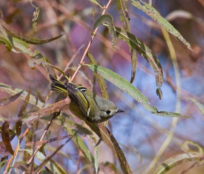 Ruby-crowned Kinglet