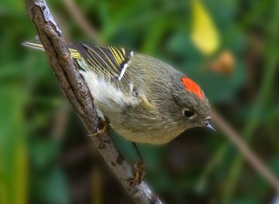 Ruby-crowned Kinglet