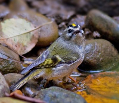 Golden-crowned Kinglet