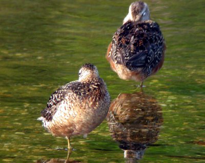 Shorebirds