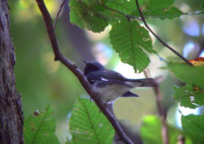 Black-throated Blue Warbler