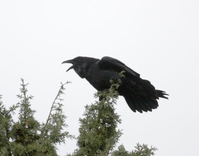 Common Raven