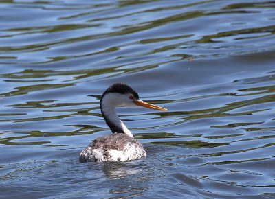Clark's Grebe