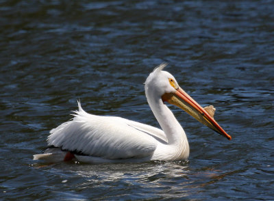 White Pelican