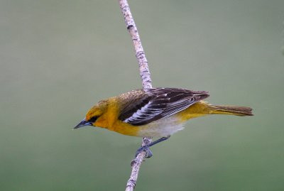 g5/50/363450/3/98629591.uh5tZ0Rl.jpg