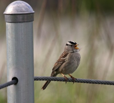 White-crowned Sparrow