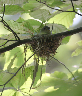 Acadian Flycatcher