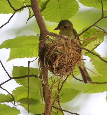 Acadian Flycatcher