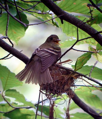 Acadian Flycatcher