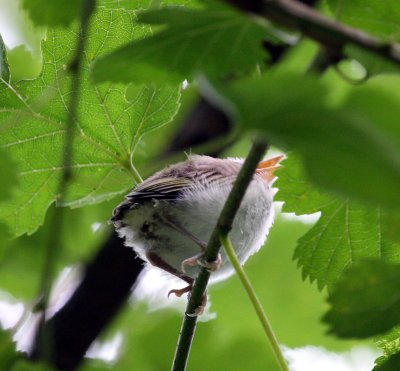 Red-eyed Vireo fledgling