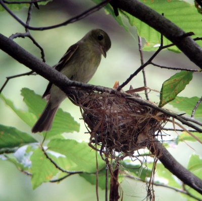 Acadian Flycatcher