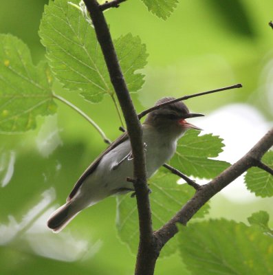 Red-eyed Vireo parent