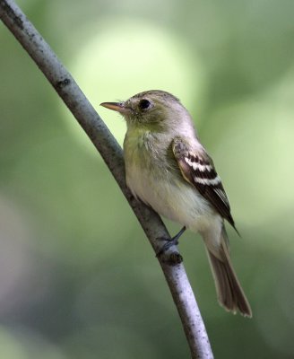 Acadian Flycatcher