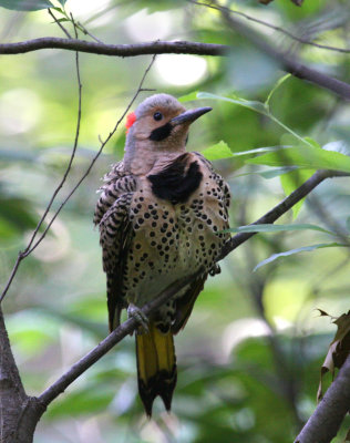 Northern Flicker