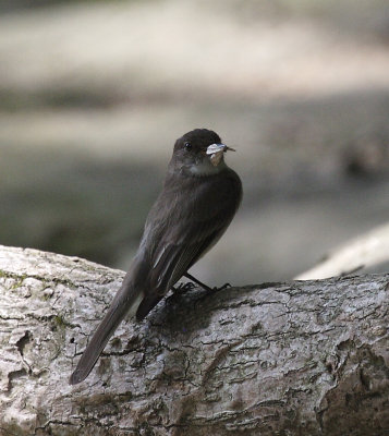 Eastern Phoebe