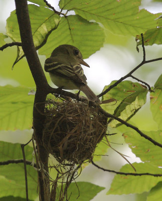 Acadian Flycatcher