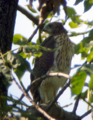 Poor shot of new fledgling, about 20 ft. from nest, about 160+ ft. from photographer