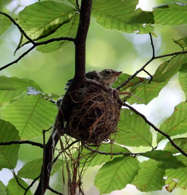 Acadian Flycatcher nestling