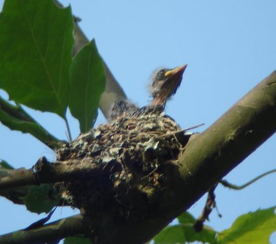 Eastern Wood-Pewee nestling