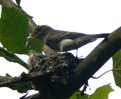 Eastern Wood-Pewee with food