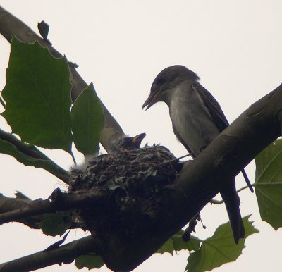 Eastern Wood-Pewee parent and nestling