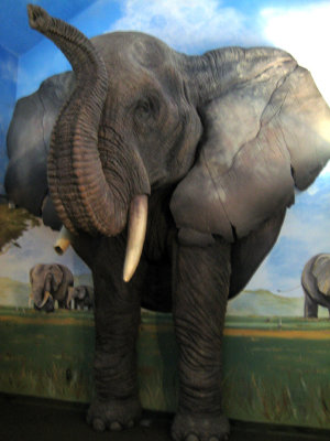 Elephant